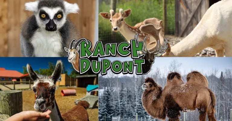 Ranch Dupont : Jusqu’à 50% de rabais